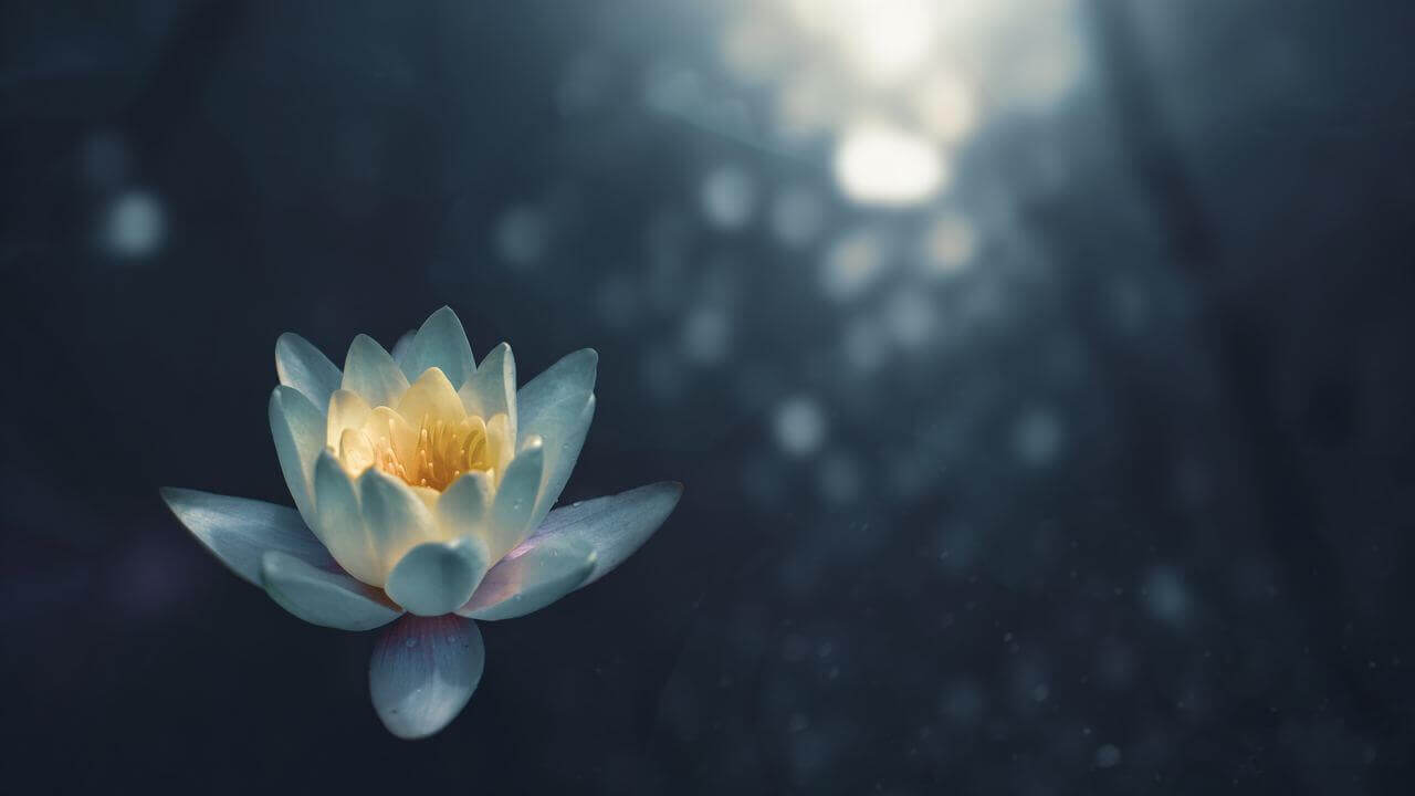 Water Lily